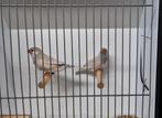 Zebravinken in pastel bleekrug,  zwartwang blackface, etc, Dieren en Toebehoren, Vogels | Overige Vogels, Meerdere dieren, Tropenvogel