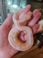 Ballpython- koningspython- python regius, Dieren en Toebehoren, Reptielen en Amfibieën, Slang, 0 tot 2 jaar