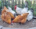 Mooie toom (5 kippen met haan), Dieren en Toebehoren, Pluimvee, Meerdere dieren, Kip