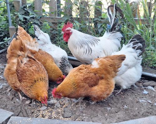 Mooie toom (5 kippen met haan), Dieren en Toebehoren, Pluimvee, Kip, Meerdere dieren