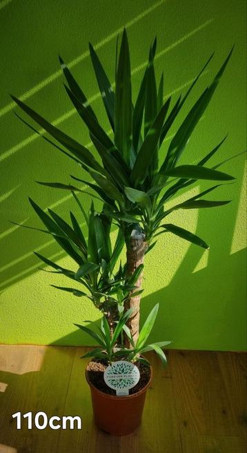 Yucca 110cm.  beschikbaar voor biedingen