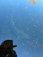 90 cm steur, Dieren en Toebehoren, Vissen | Vijvervissen, Steur