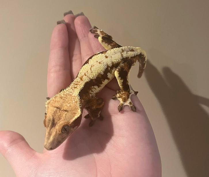 Wimpergekko man red lilly white