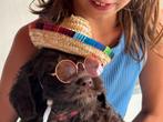 Labradoodle, Rabiës (hondsdolheid), Overige rassen, 8 tot 15 weken, Meerdere dieren