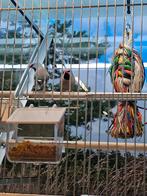 koppel spitsstaartamadine, Dieren en Toebehoren, Vogels | Overige Vogels, Meerdere dieren