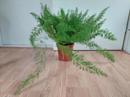 Asparagus Densiflorus 'Meyers' - Sierasperge H: 50 cm., Huis en Inrichting, Kamerplanten, Overige soorten, Minder dan 100 cm, Groene kamerplant