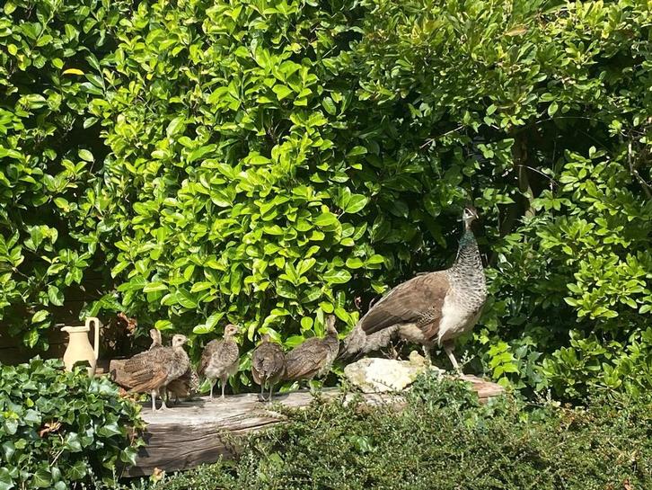 Te koop jonge Pauwen, Dieren en Toebehoren, Pluimvee, Overige soorten, Meerdere dieren