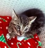 Kittens kruising oosterse korthaar, Meerdere dieren, Kortharig, 0 tot 2 jaar