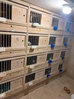 20 mooie broedbakken met kantel en schuikrek., Dieren en Toebehoren