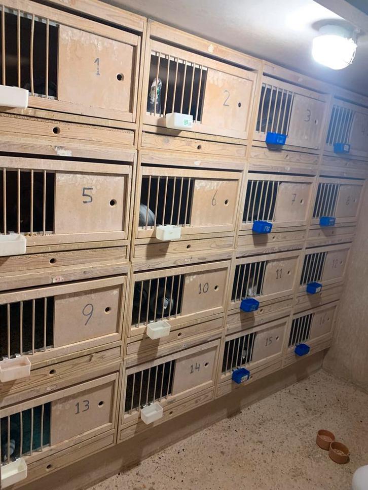 20 mooie broedbakken met kantel en schuikrek., Dieren en Toebehoren, Vogels | Duiven