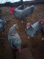 Broed eieren van amrock kriel tekoop, Dieren en Toebehoren, Geslacht onbekend, Kip