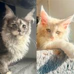 Maine Coon poesjes, Dieren en Toebehoren, Poes, Gechipt, 0 tot 2 jaar