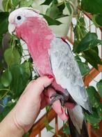 gezocht rose kaketoes natuurbroed of tam, Meerdere dieren, Parkiet