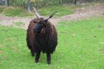Racka rammen te koop, Dieren en Toebehoren, Mannelijk, Schaap, 0 tot 2 jaar