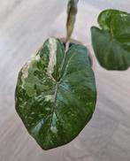 Alocasia Yucatan Princess Pink Variegata, Ophalen of Verzenden
