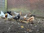 Kippen en haan te koop, Dieren en Toebehoren, Pluimvee, Meerdere dieren, Kip