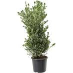 Ilex Crenata 'maxima' - Japanse Hulst g66352, Tuin en Terras, Planten | Tuinplanten, Ophalen of Verzenden