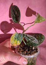 Scindapsus pictus, Ophalen of Verzenden, Halfschaduw, Minder dan 100 cm