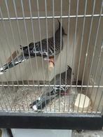 Australische kuifduiven, Dieren en Toebehoren, Meerdere dieren