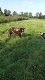 Te koop een 21/2 jarige bonte ram, Mannelijk, Schaap