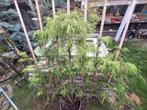 hang conifeer, treur conifeer in pot met groot scherm geel, Bloeit niet, 100 tot 250 cm, Ophalen, In pot