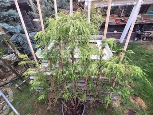 hang conifeer, treur conifeer in pot met groot scherm geel, Tuin en Terras, Planten | Bomen, Treurboom, 100 tot 250 cm, Halfschaduw