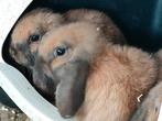 Nederlandse Hangoor Dwerg, Dieren en Toebehoren, Konijnen, Vrouwelijk, Dwerg, Hangoor, 0 tot 2 jaar