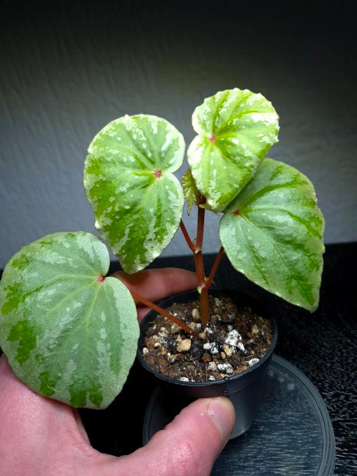 Begonia lidii (zeldzaam), Huis en Inrichting, Kamerplanten, Minder dan 100 cm, Halfschaduw, Ophalen of Verzenden
