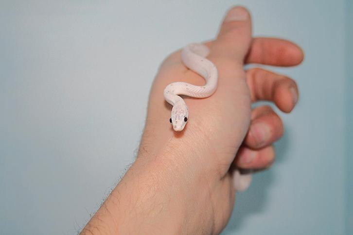 Jonge Palmetto korenslangen!