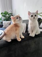Bkh Kätzchen (Stammbaum, Dieren en Toebehoren, Katten en Kittens | Raskatten | Korthaar