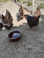 Broedeieren Barnevelder dubbelgezoomde goud. Groot ras., Dieren en Toebehoren, Pluimvee, Geslacht onbekend, Kip