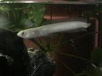 Slangenkopvis Channidae, Vis, Zoetwatervis