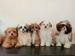 Mooie Boomer pups ShihTzu x Maltezer. Volledig ingeënt., Nederland, Overige rassen, CDV (hondenziekte), 8 tot 15 weken