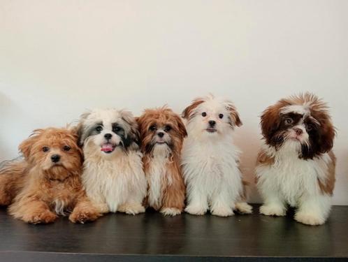 Mooie Boomer pups ShihTzu x Maltezer.♥️, Dieren en Toebehoren, Honden | Chihuahua's en Gezelschapshonden, Meerdere dieren, Overige rassen