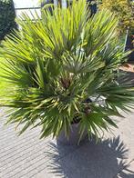 Exclusieve Chamaerops Vulcano in 50 cm pot!!!, Overige soorten, Volle zon, Vaste plant, Ophalen of Verzenden