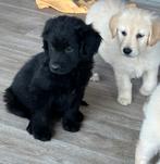 Golden retriever/ Hovawart, Dieren en Toebehoren, Golden retriever, Parvo, 8 tot 15 weken, Teef