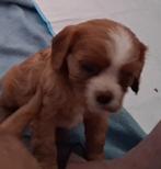 Cavelier King Charles pups, Dieren en Toebehoren, Honden | Retrievers, Spaniëls en Waterhonden, Rabiës (hondsdolheid), Overige rassen