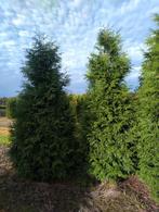Thuja plicata Excelsa 350-400-450, Ophalen of Verzenden, Conifeer, 100 tot 250 cm