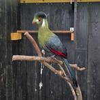 Tekoop: Witwang toerako's, Dieren en Toebehoren, Vogels | Overige Vogels, Meerdere dieren, Tropenvogel, Geringd