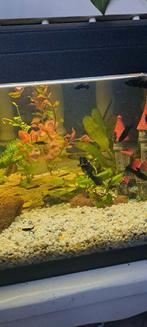 Black mollies ruilen of te koop, Dieren en Toebehoren, Vis