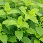 citroen melisse stekjes, Ophalen, Bodembedekkers, Vaste plant, Halfschaduw