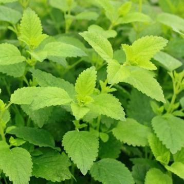 citroen melisse stekjes beschikbaar voor biedingen