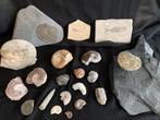 Fossielencollectie te koop, Verzamelen, Ophalen, Fossiel