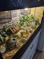 Osb3 terrarium RepHouSZ. Ook maatwerk, Ophalen, Nieuw, Terrarium of Paludarium