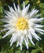 Dahlia mix zaden, Ophalen of Verzenden, Volle zon