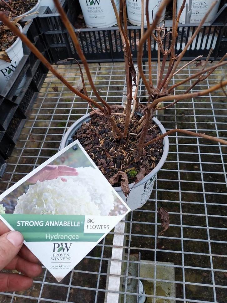 Hydrangea Strong Annabelle, Tuin en Terras, Planten | Tuinplanten, Vaste plant, Overige soorten, Halfschaduw, Zomer, Ophalen