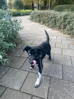 Half husky pup (teefje van 4 mnd) zoekt forever home, 15 weken tot 1 jaar, CDV (hondenziekte), Teef, Eén hond