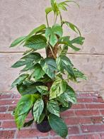 Epipremnum pinnatum Marble Variegata p17 (1), Ophalen of Verzenden, Halfschaduw, Minder dan 100 cm