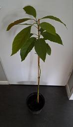 🥑 DIVERSE AVOCADO PLANTEN IN POT 🪴, Huis en Inrichting, Kamerplanten, Ophalen, Overige soorten, In pot, Minder dan 100 cm