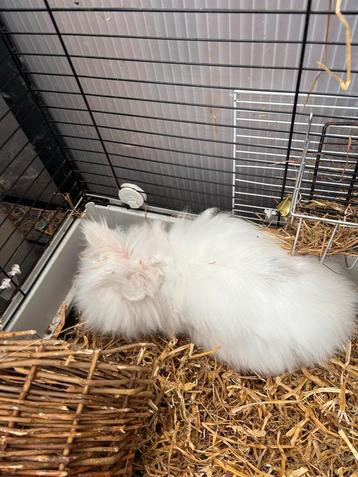 Teddy Dwerg beschikbaar voor biedingen